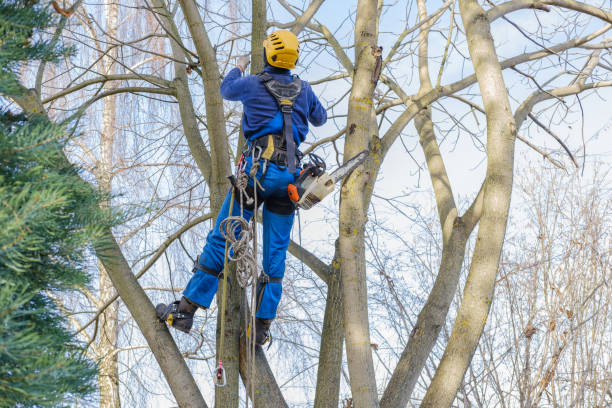 Trusted Iowa, LA Tree Care Services Experts