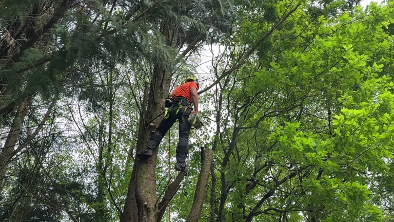 How Our Tree Care Process Works  in  Iowa, LA